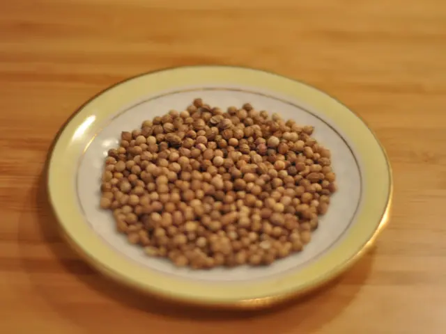 Whole round coriander seeds on a small white plate