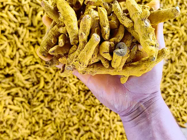 A hand holding a bunch of dried turmeric fingers above a larger heap